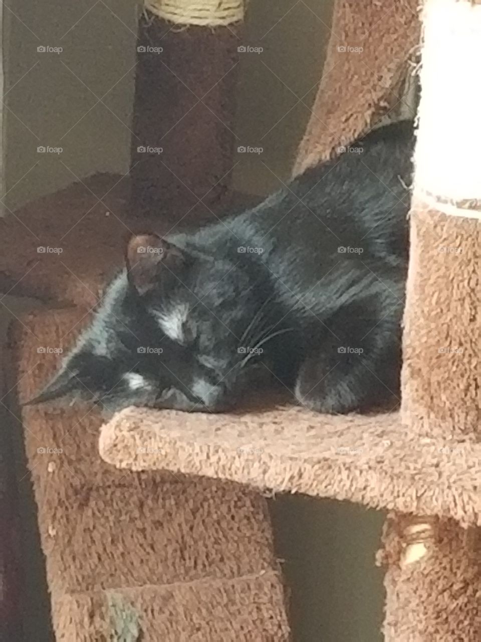 adorable cat sleeping peacefully
