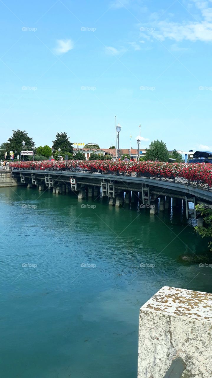 Bridge flower 💐