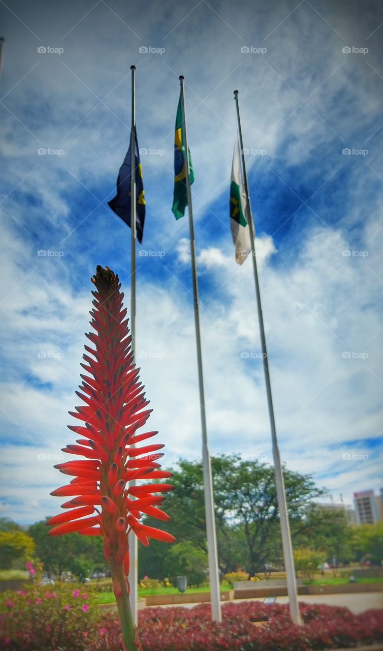 flor vermelha e bandeiras Brasilia DF Brazil