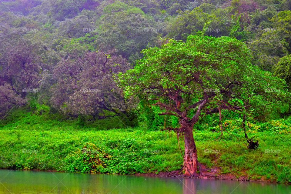 Green trees and mountain