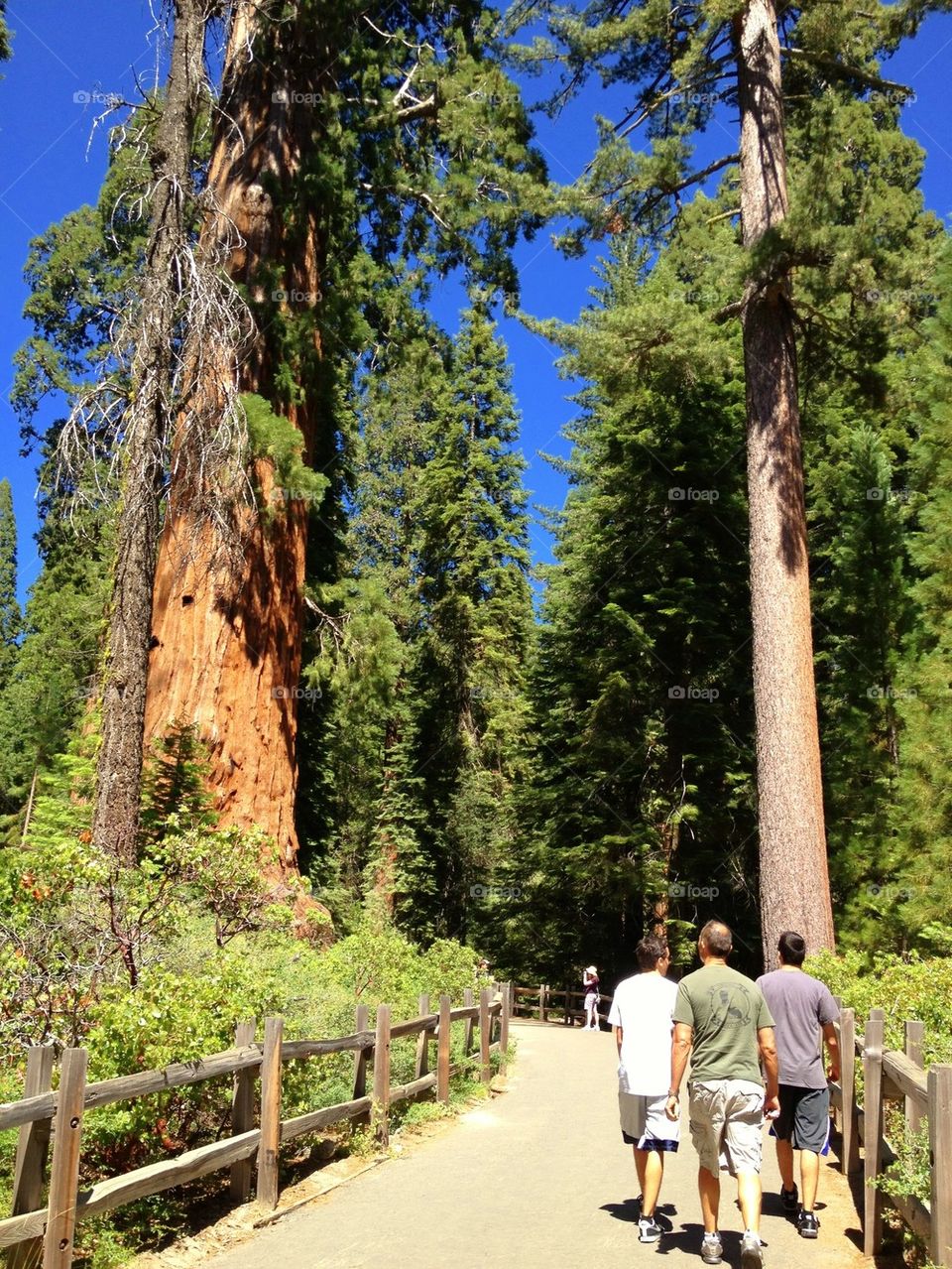 Sequoias