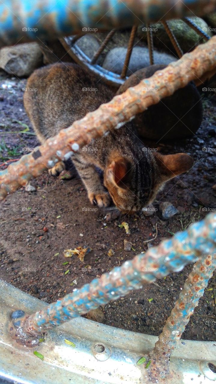 Behind the wheel is a cat eating