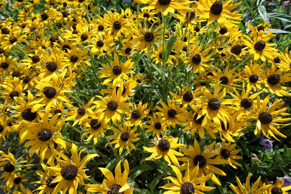 Black-eyed Susan in field