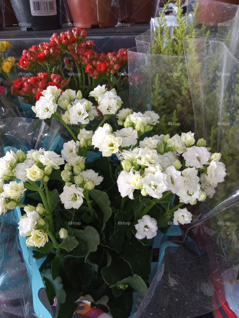 Editors'Choice Photo of the week . Flores coloridas para alegrar sua alma