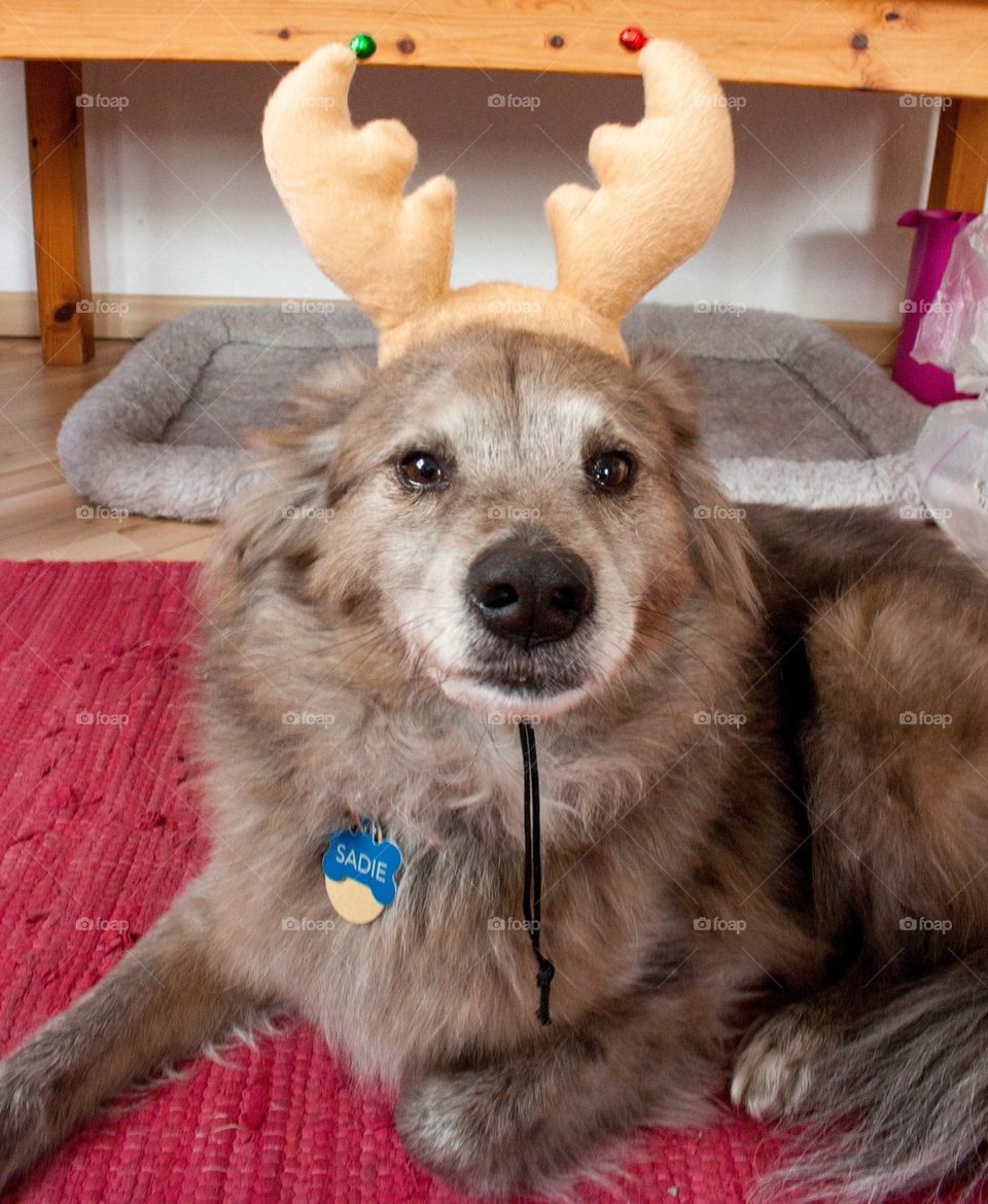 Dog with reindeer horns