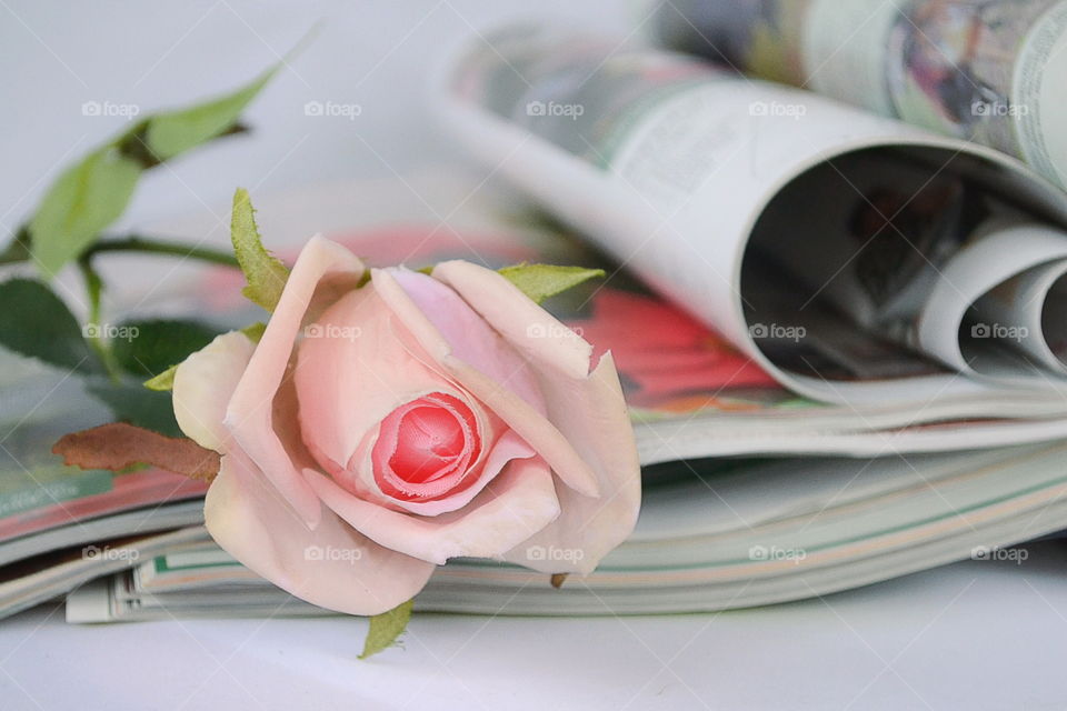 Magazines and pink rose