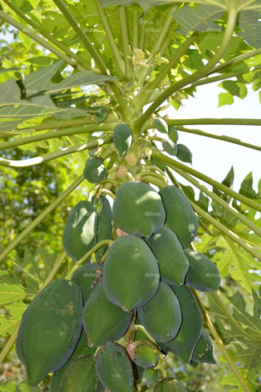 Green papaya on tree