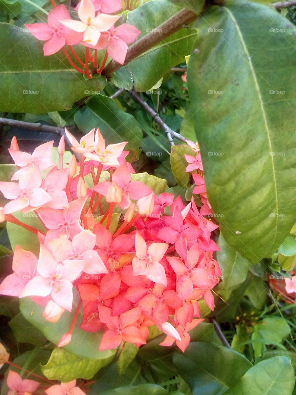 this beautiful weather makes our garden to grow the best plants and flowers and this is a different kind of flowers.