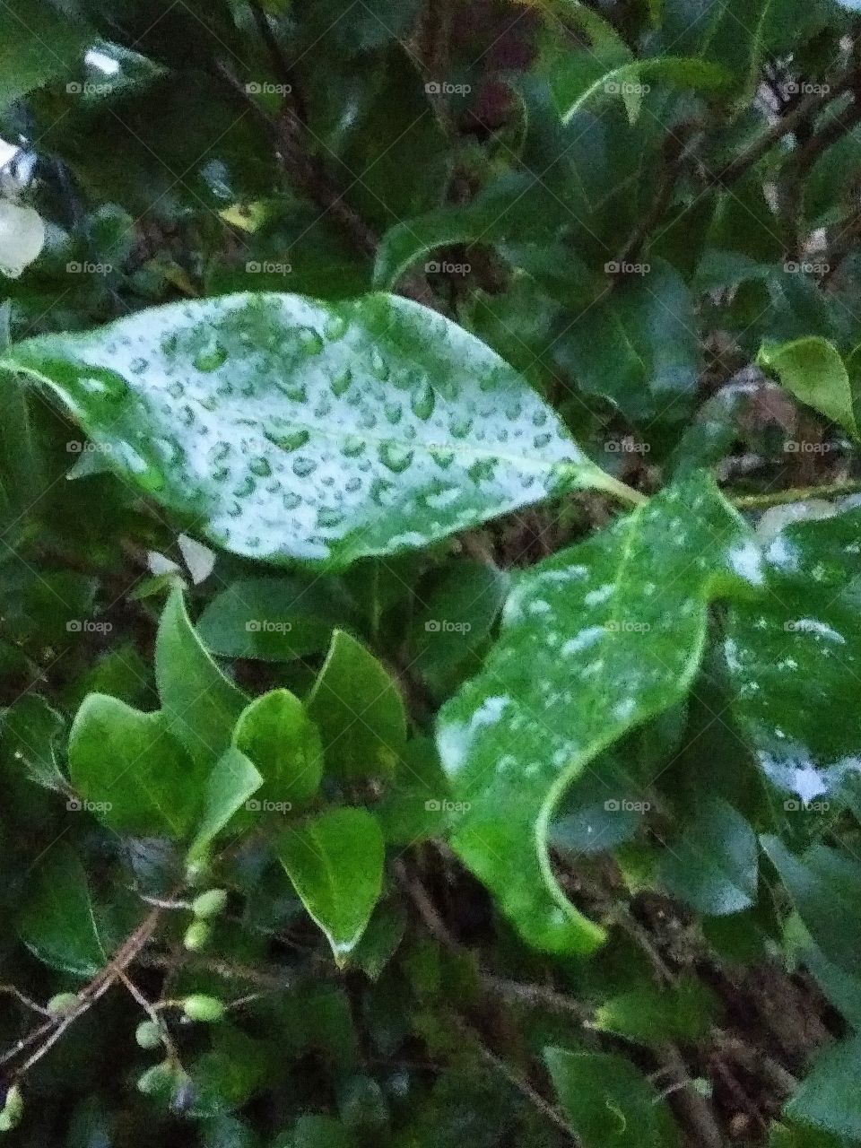 rain drops on a leaf