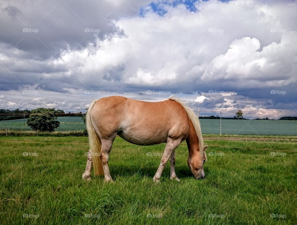 grazing haflinger pony. haflinger pony grazing in a green meadow beneath a moody sky