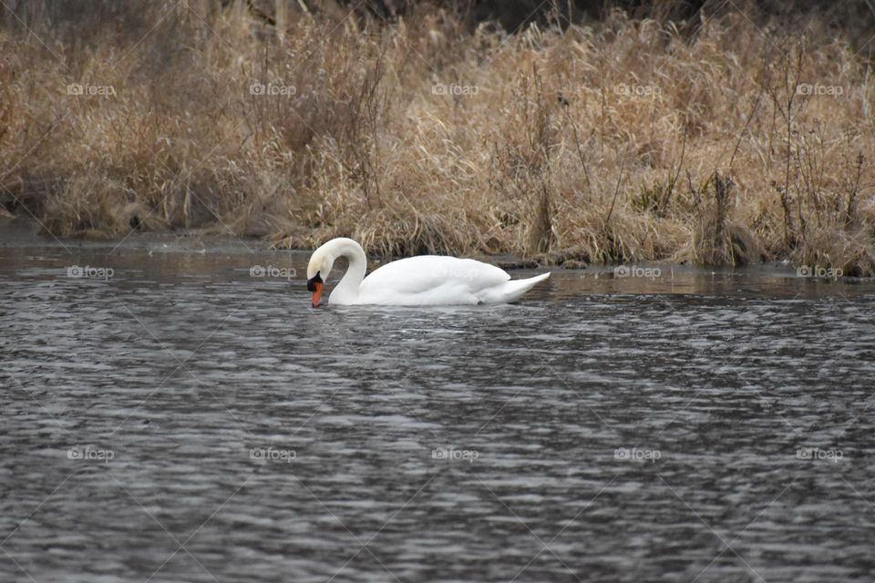 A swan plays in a cold pond
