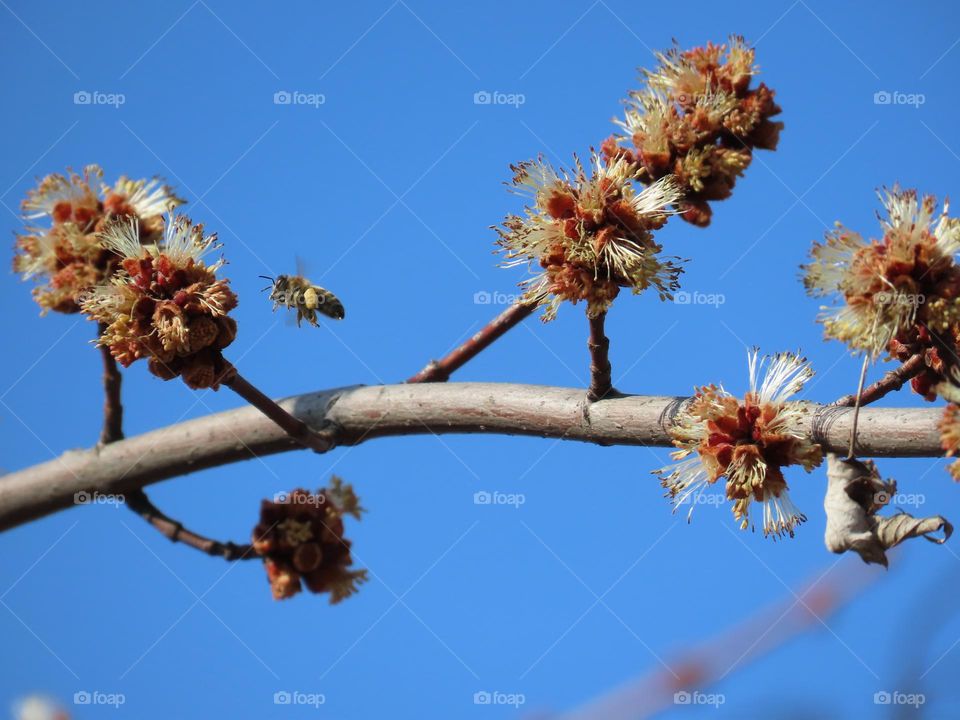 Spring work of the bee