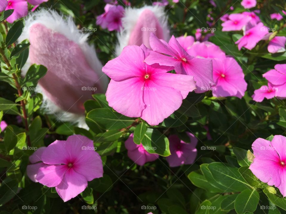 Pinks in bloom and peek a boo bunny ears