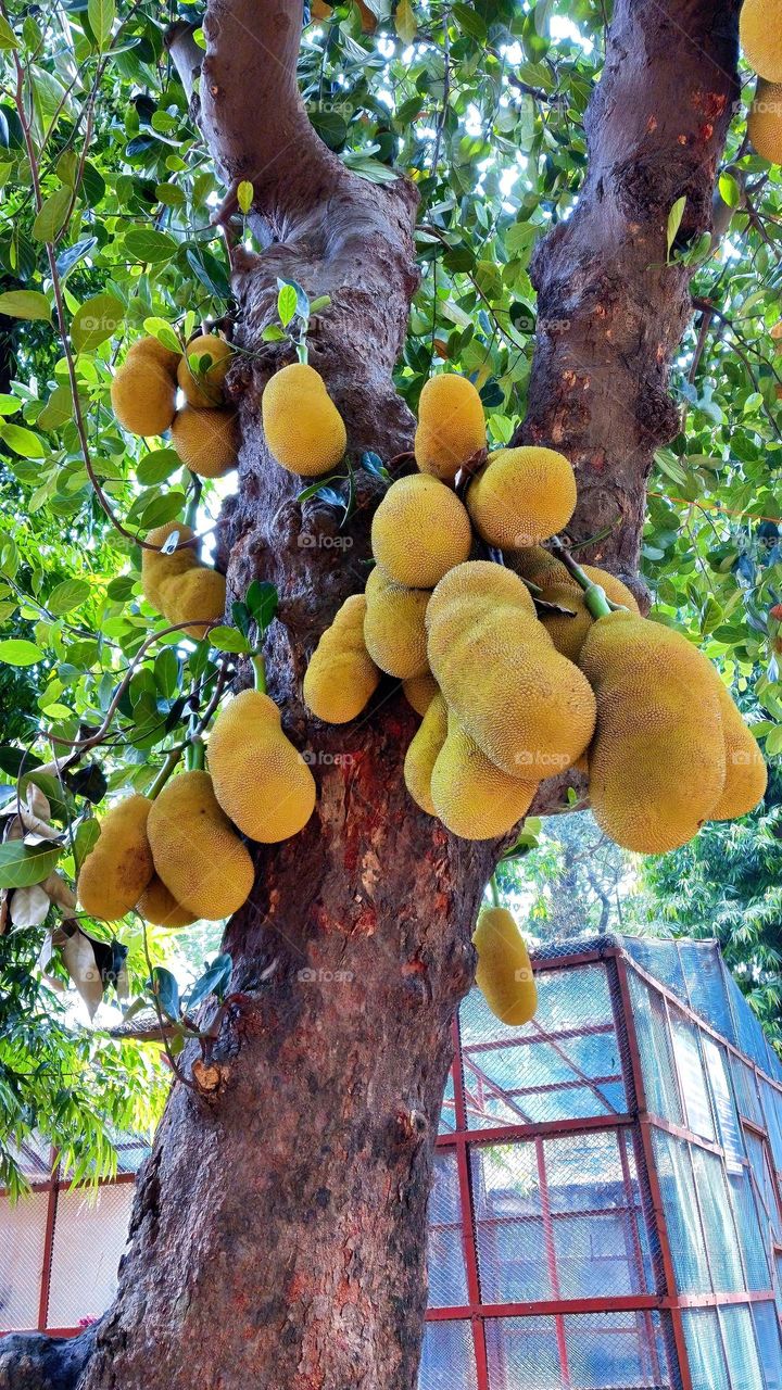 Jackfruit