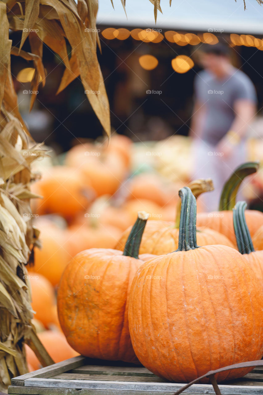 Pumkin Extravaganza 