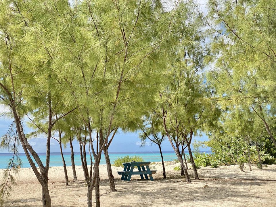 A picnic table under some trees on a sandy beach with the ocean in the background