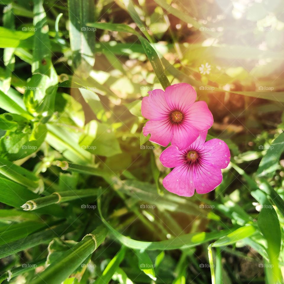 Two small vibrant pink flowers on a green leaf background with a light leak 