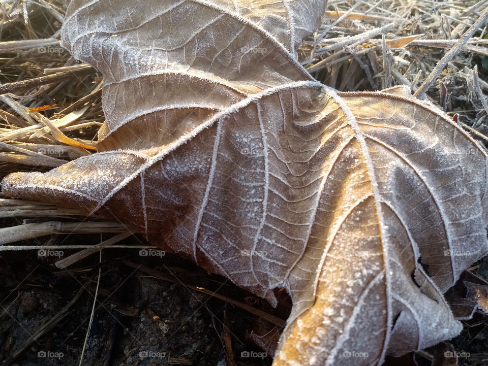 Morning light close up frozen brown fall leaf