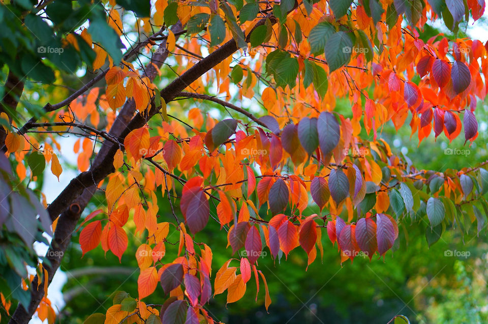 nature colors leaves autumn by lexlebeur