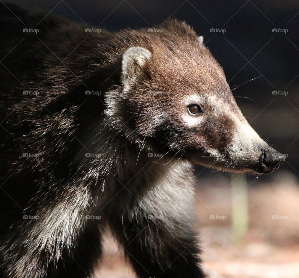 Coati Foraging in the Morning
