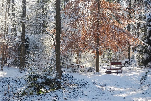 Morning snow 