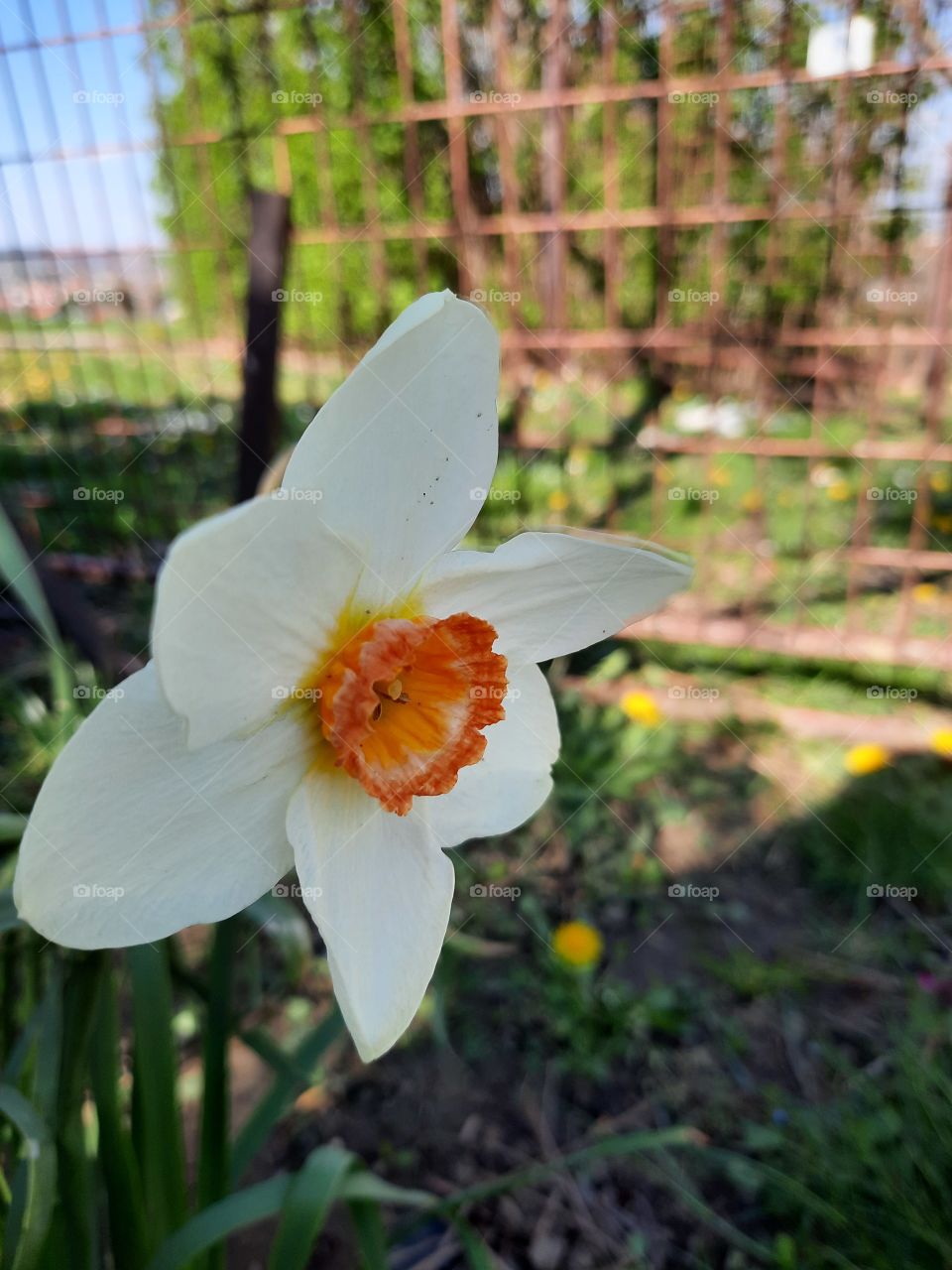 Beautiful flower portrer 🌸