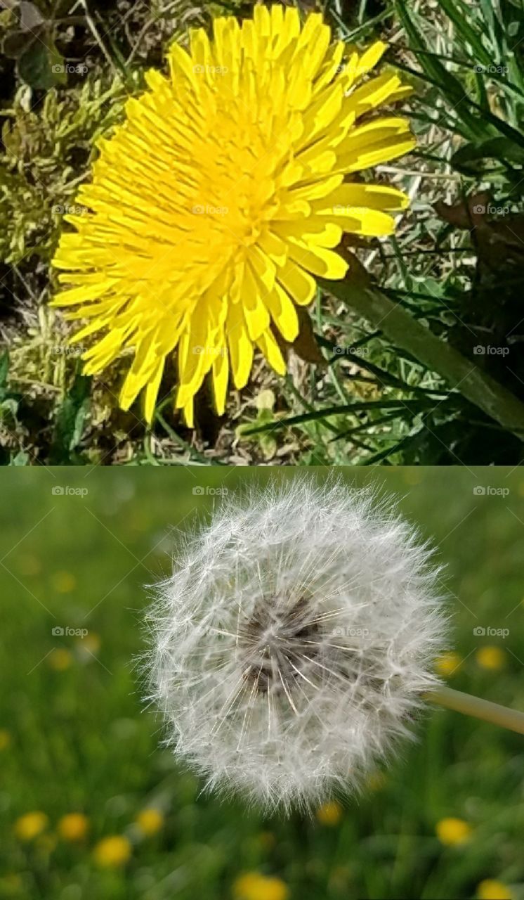 dandelion