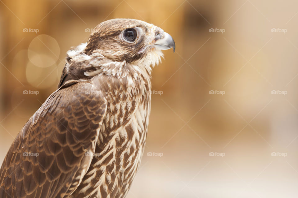 Closeup of a falcon, portrat of the bird