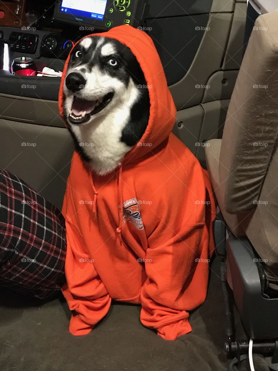 Husky in hoodie