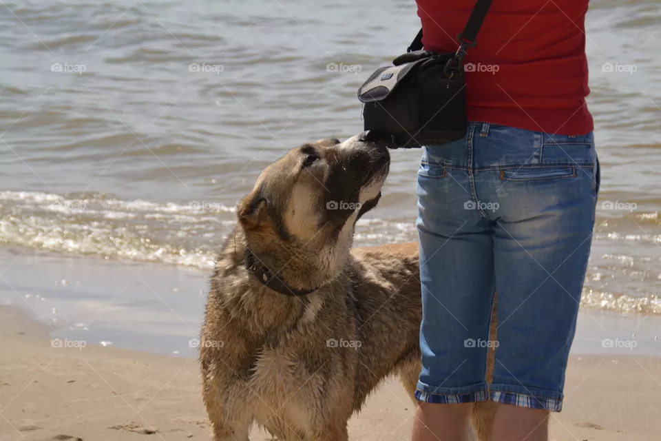 dog