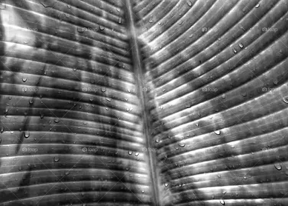 beautiful structure of leaf