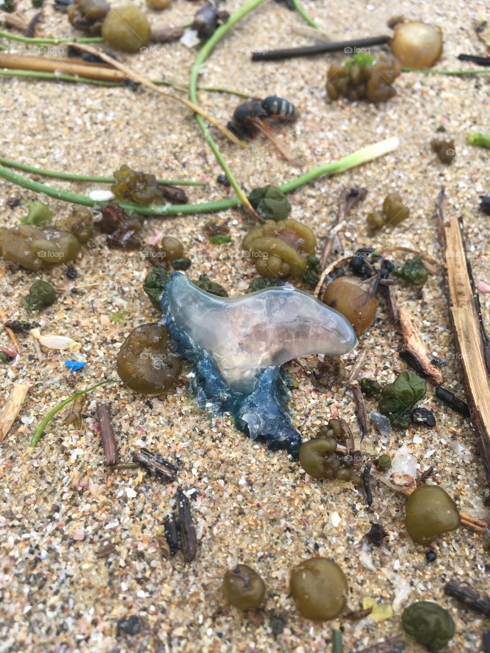 Blue bottle on the sand