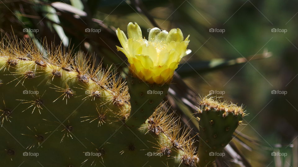 cactus in flower
(plural: cacti, cactuses,  cactus)is a member of the plant family Cactaceae, a family comprising ca 127 genera with some 1750 known species of the order Caryophyllales. The word "cactus" derives, through Latin, from the Ancient Greek κάκτος, kaktos, a name originally used by Theophrastus for a spiny plant whose identity is not certain.[5] Cacti occur in a wide range of shapes and sizes. Most cacti live in habitats subject to at least some drought. Many live in extremely dry environments, even being found in the Atacama Desert, one of the driest places on earth. Cacti show many adaptations to conserve water. Almost all cacti are succulents, meaning they have thickened, fleshy parts adapted to store water. Unlike many other succulents, the stem is the only part of most cacti where this vital process takes place. Most species of cacti have lost true leaves, retaining only spines, which are highly modified leaves. As well as defending against herbivores, spines help prevent water loss by reducing air flow close to the cactus and providing some shade. In the absence of leaves, enlarged stems carry out photosynthesis. Cacti are native to the Americas, ranging from Patagonia in the south to parts of western Canada in the north—except for Rhipsalis baccifera, which also grows in Africa and Sri Lanka.

Cactus spines are produced from specialized structures called areoles, a kind of highly reduced branch. Areoles are an identifying feature of cacti. As well as spines, areoles give rise to flowers, which are usually tubular and multipetaled. Many cacti have short growing seasons and long dormancies, and are able to react quickly to any rainfall, helped by an extensive but relatively shallow root system that quickly absorb any water reaching the ground surface. Cactus stems are often ribbed or fluted, which allows them to expand and contract easily for quick water absorption after rain, followed by long drought periods. Like other succulent plants, most cacti