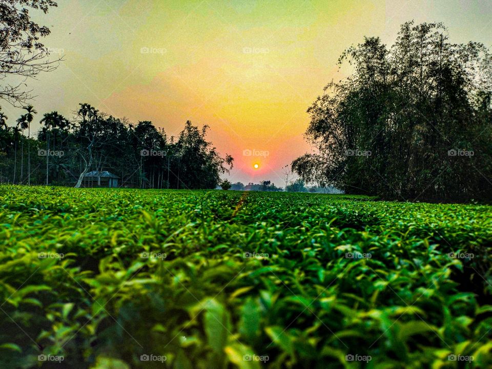 This is a picture of a tea garden. The tea garden is very beautiful.  It looks so beautiful because there is sun above.