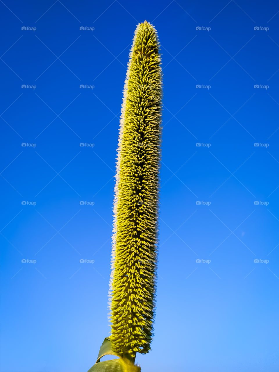 A Ear of millet on the background of the sky
