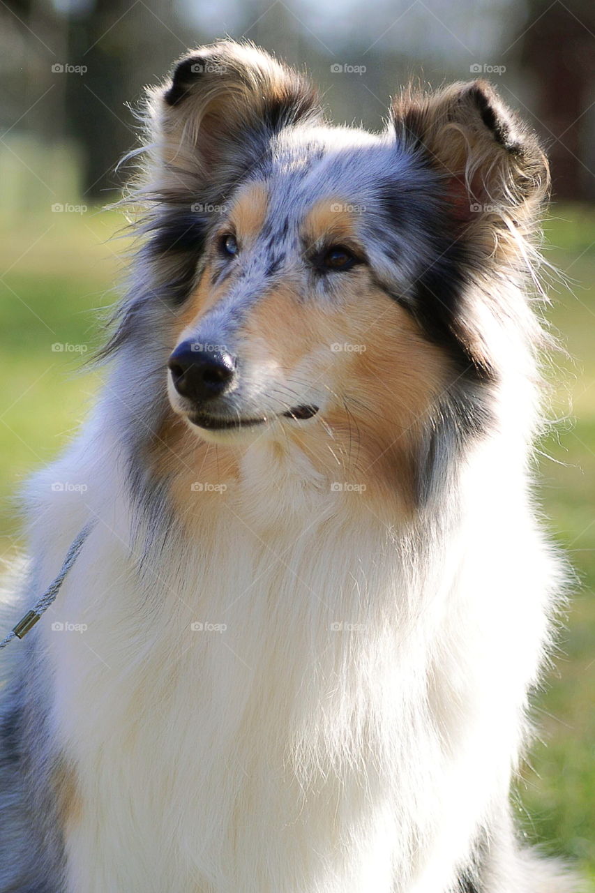 Rough collie