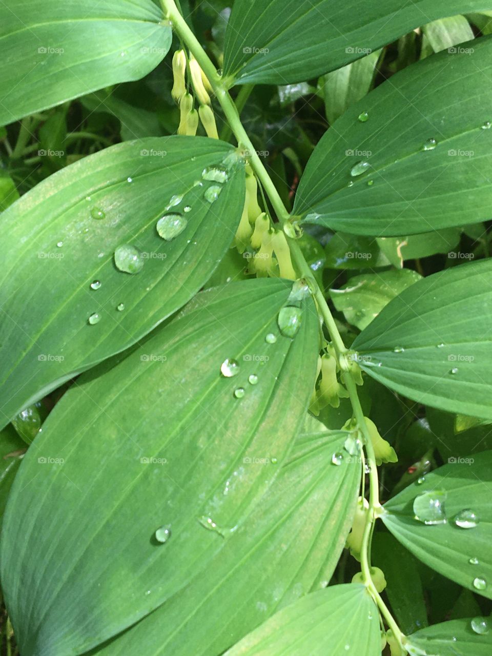 Raindrops on leaves from « cœur de Marie »