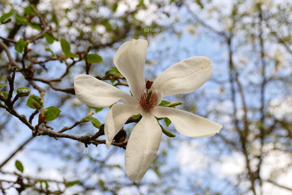 Magnolia