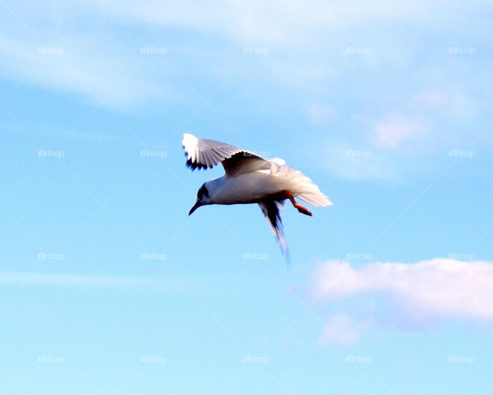Arctic teen in flight