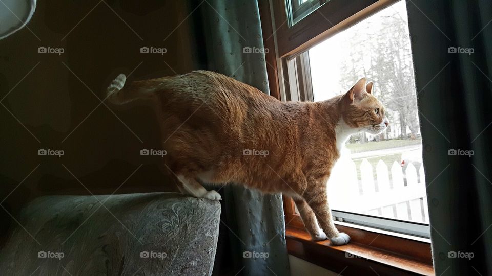 Ginger cat looking out window