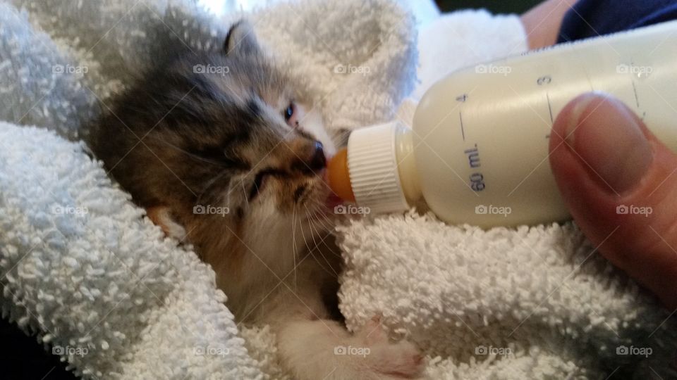 Bottle Kitten