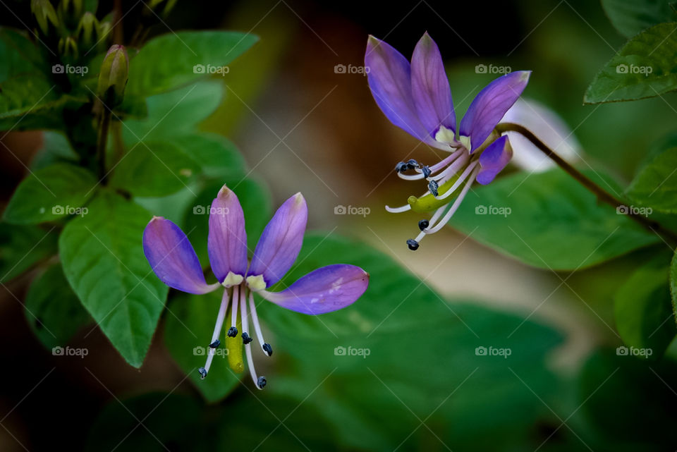 A pair of small purple flowers