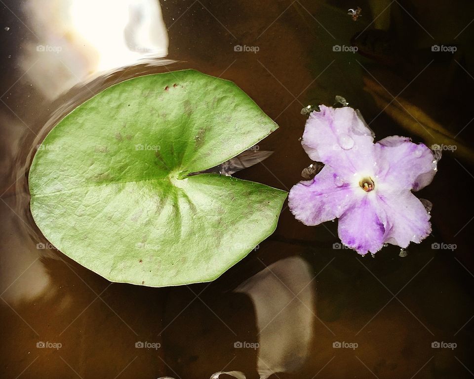 flower and lotus leaf float on water