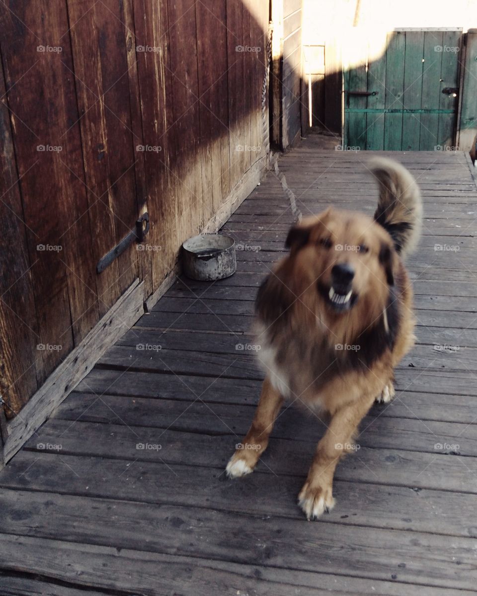 Собака Dog лает