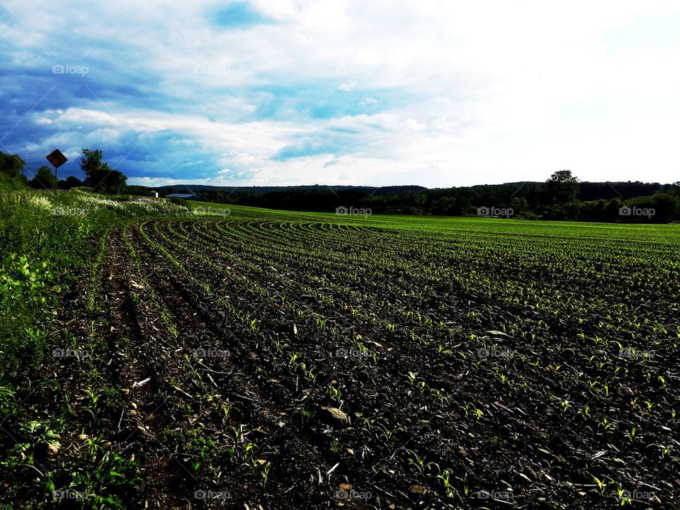 Spring Sprouts