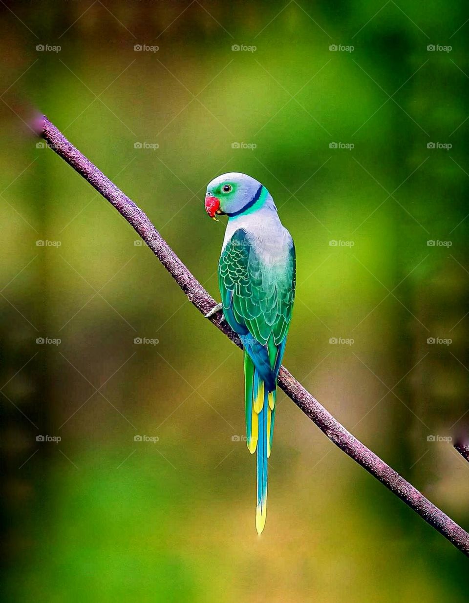 Beautiful love bird