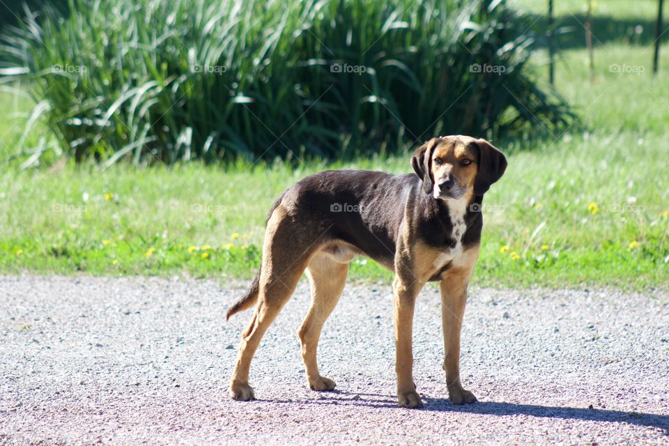 A mixed-breed dog standing on a gravel road looking off into the distance on a sunny day 