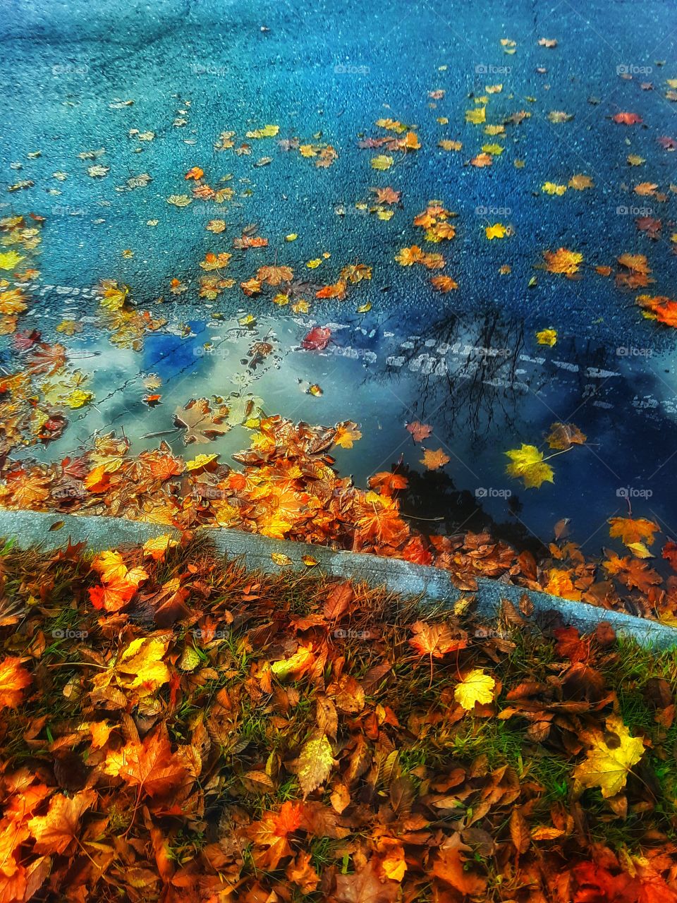 autumn rain puddles