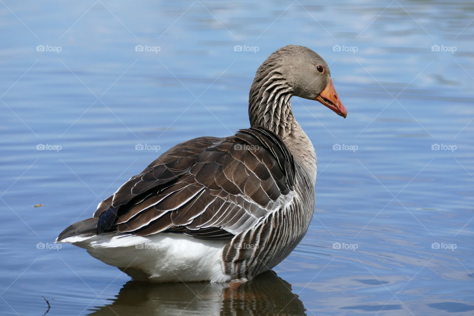 Goose