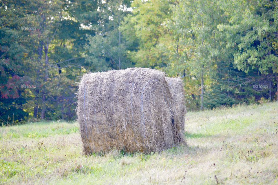 Hay 